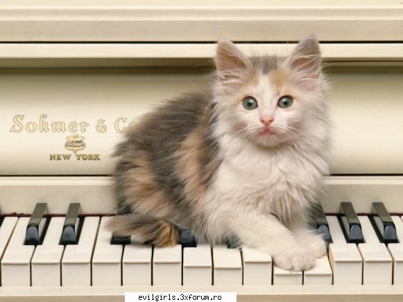 hai k pun poze cu pisici ^^ rate the image